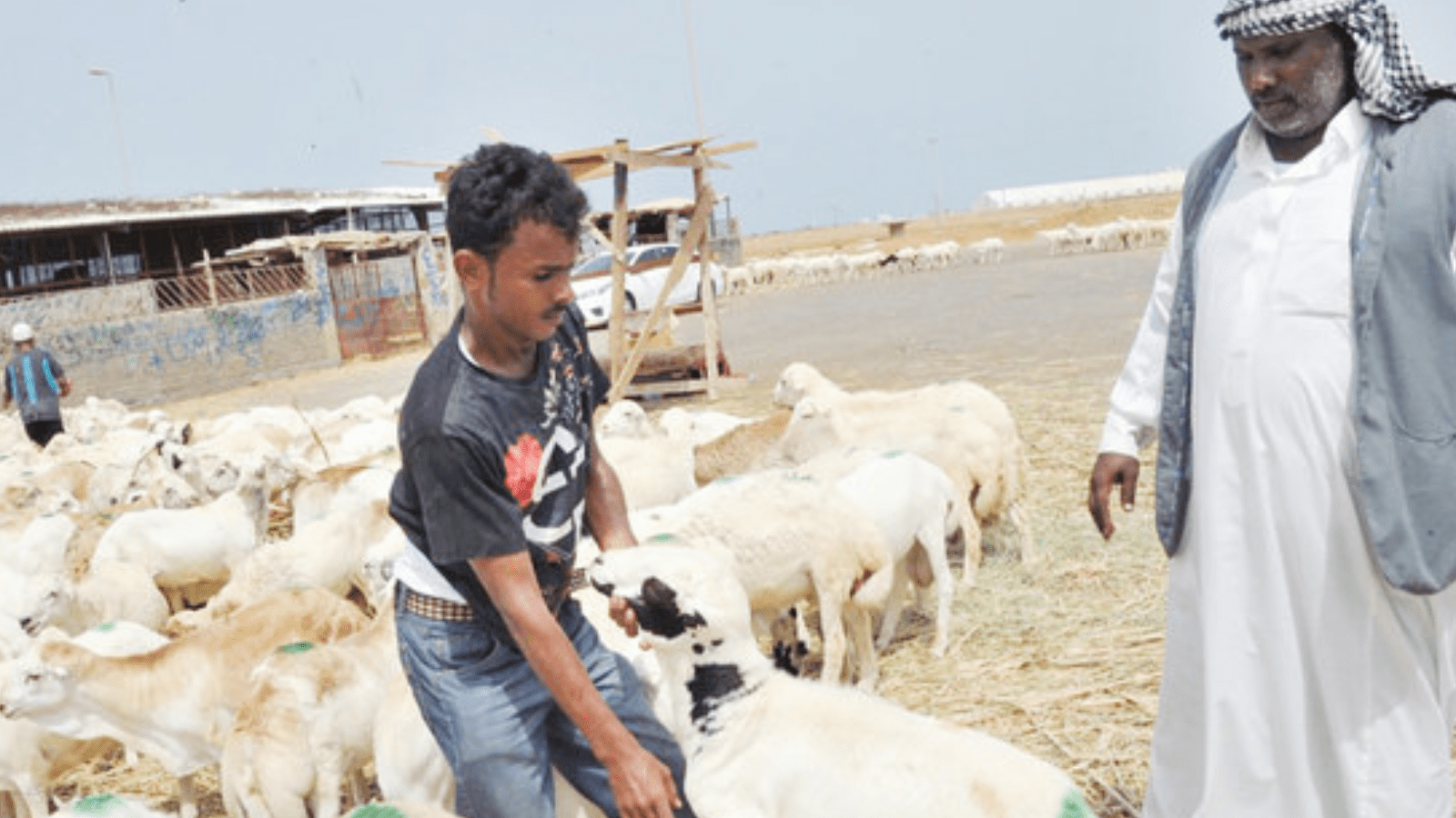 Pakistani Pilgrims will Spend Rs9.94 billion on Sacrificial Animals During Hajj 2025