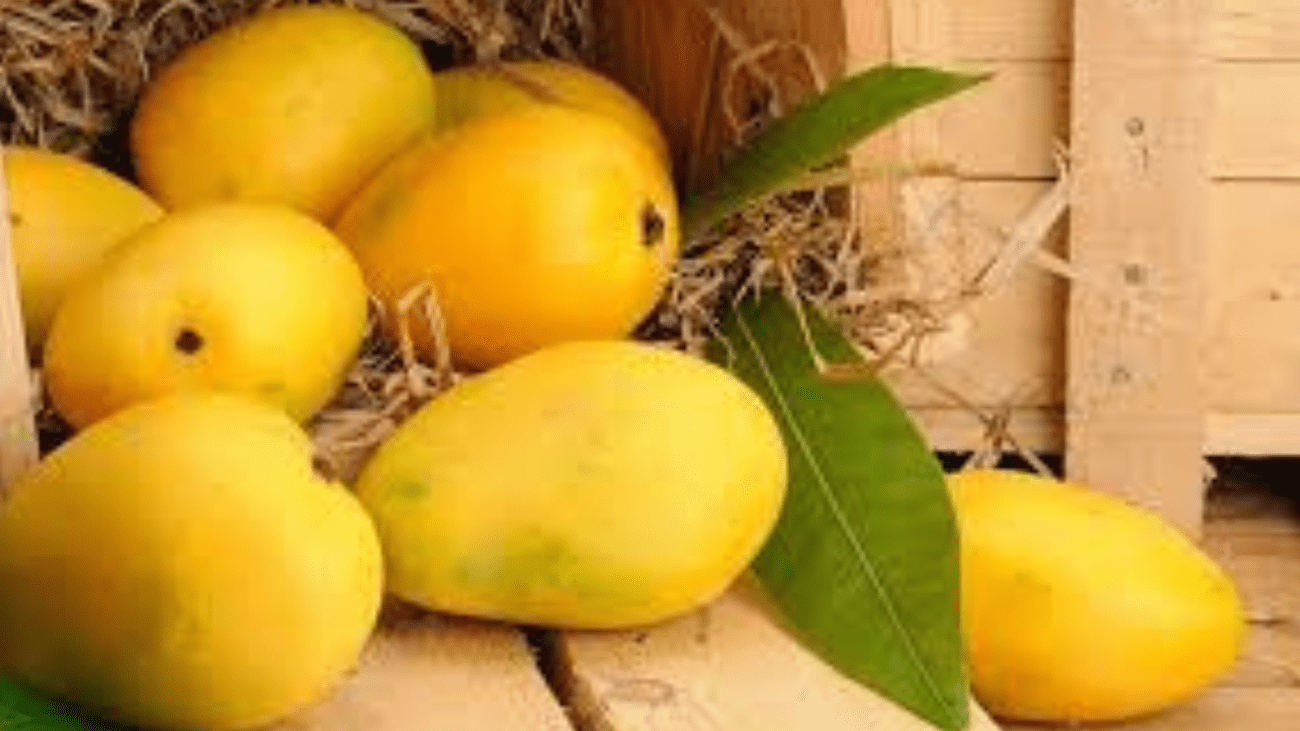 Pakistan Export Mangoes Worth $159.74 million to the UAE