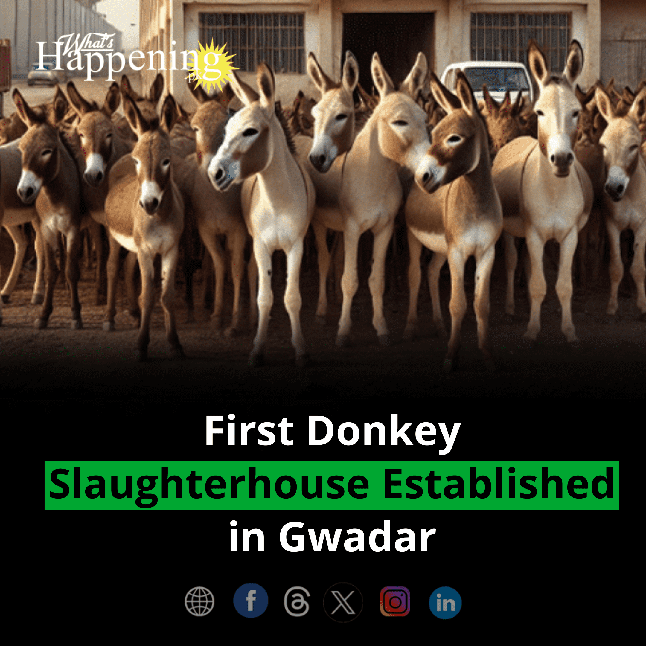 First Donkey Slaughterhouse Established in Gwadar