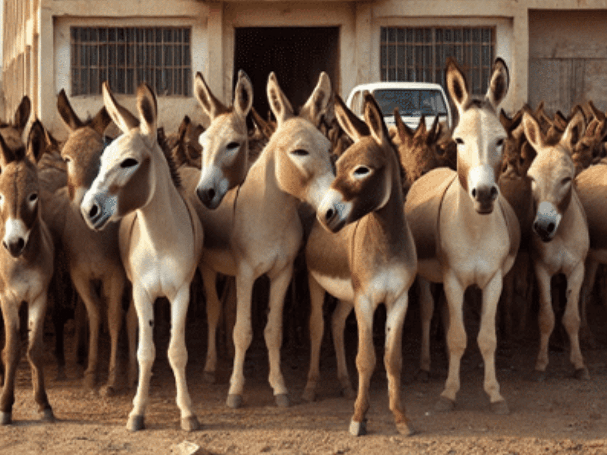 First Donkey Slaughterhouse Established in Gwadar