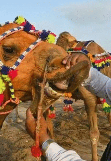 Eid ul Azha 2025: Spirit Lost in Sacrifice and Show