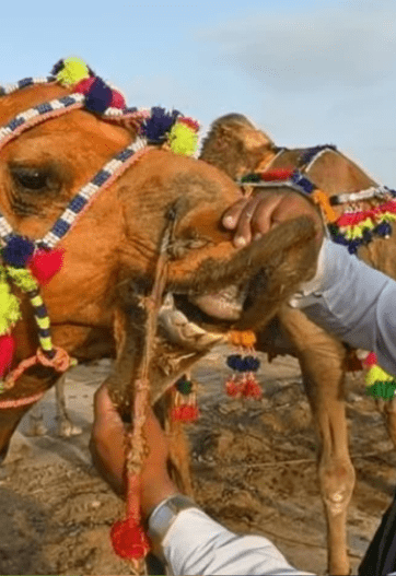 Eid ul Azha 2025: Spirit Lost in Sacrifice and Show