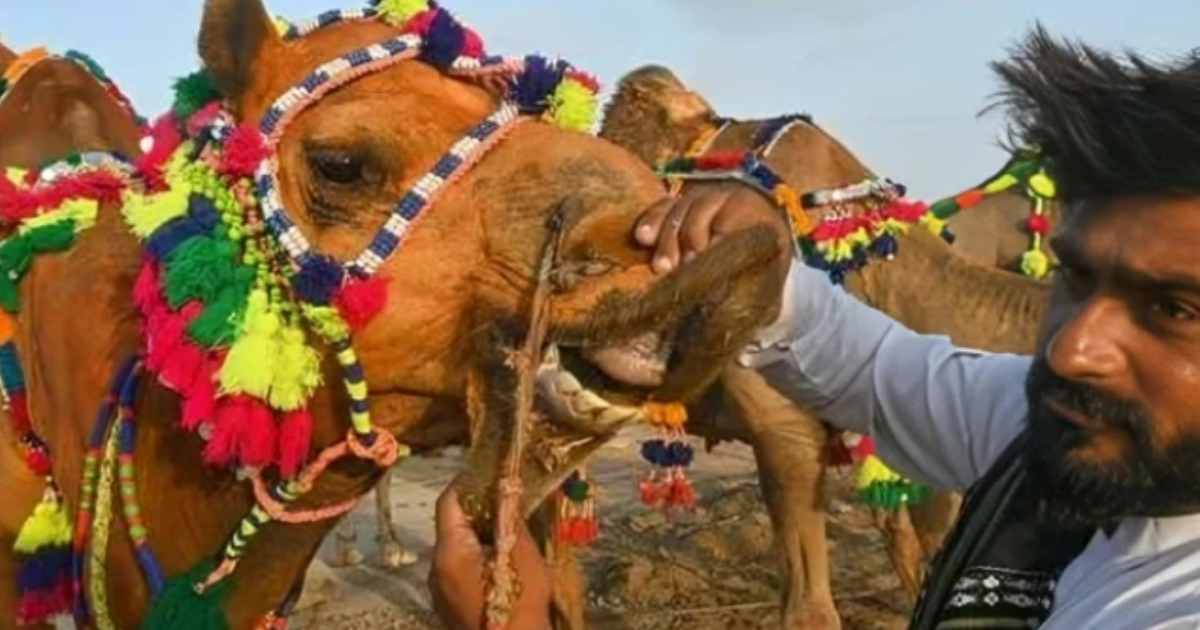 Eid ul Azha 2025: Spirit Lost in Sacrifice and Show